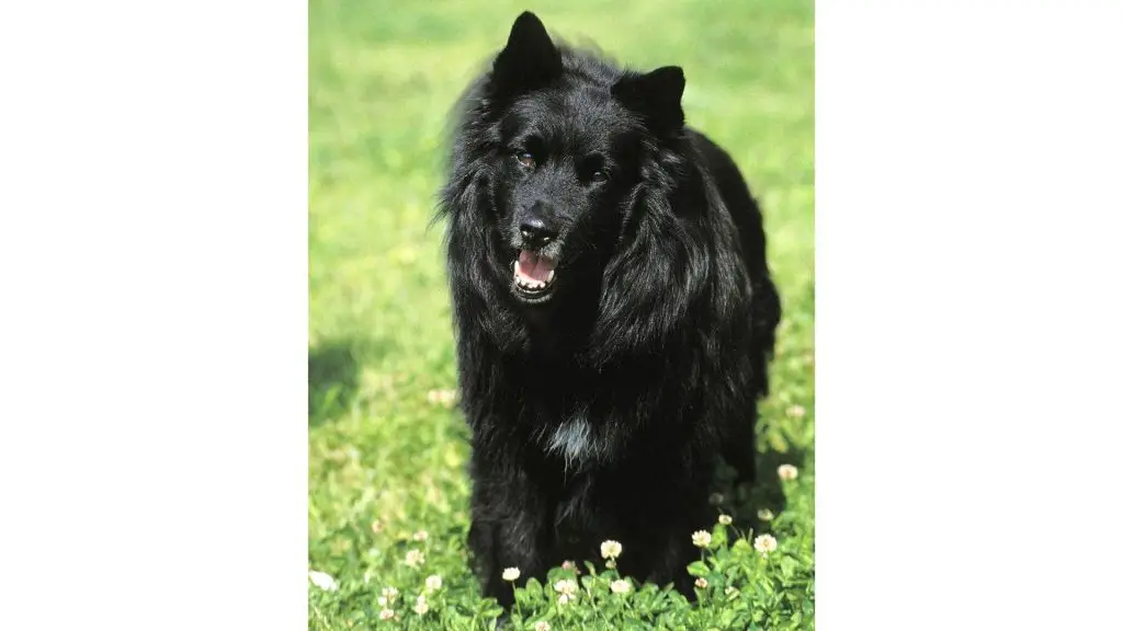 Swedish Lapphund