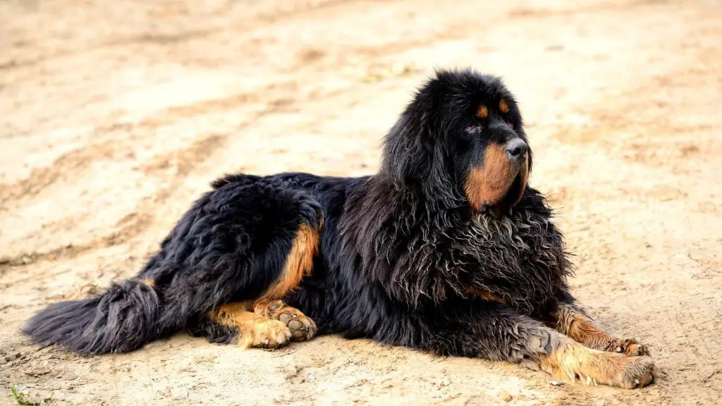 Tibetan Mastiff