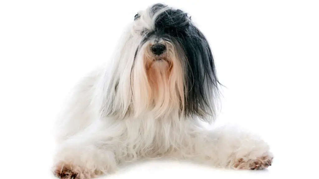 Tibetan Terrier