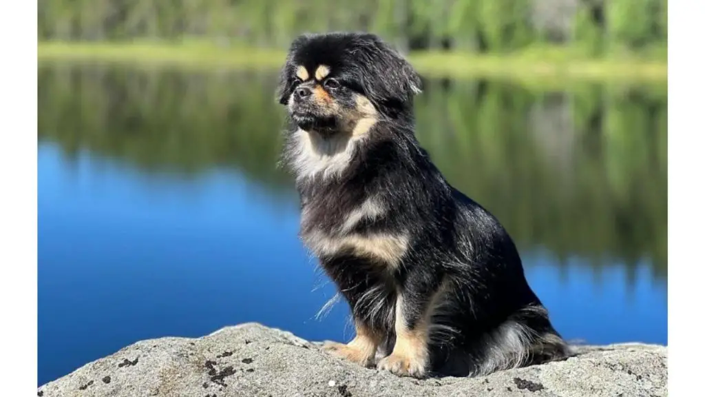 Tibetian Spaniel