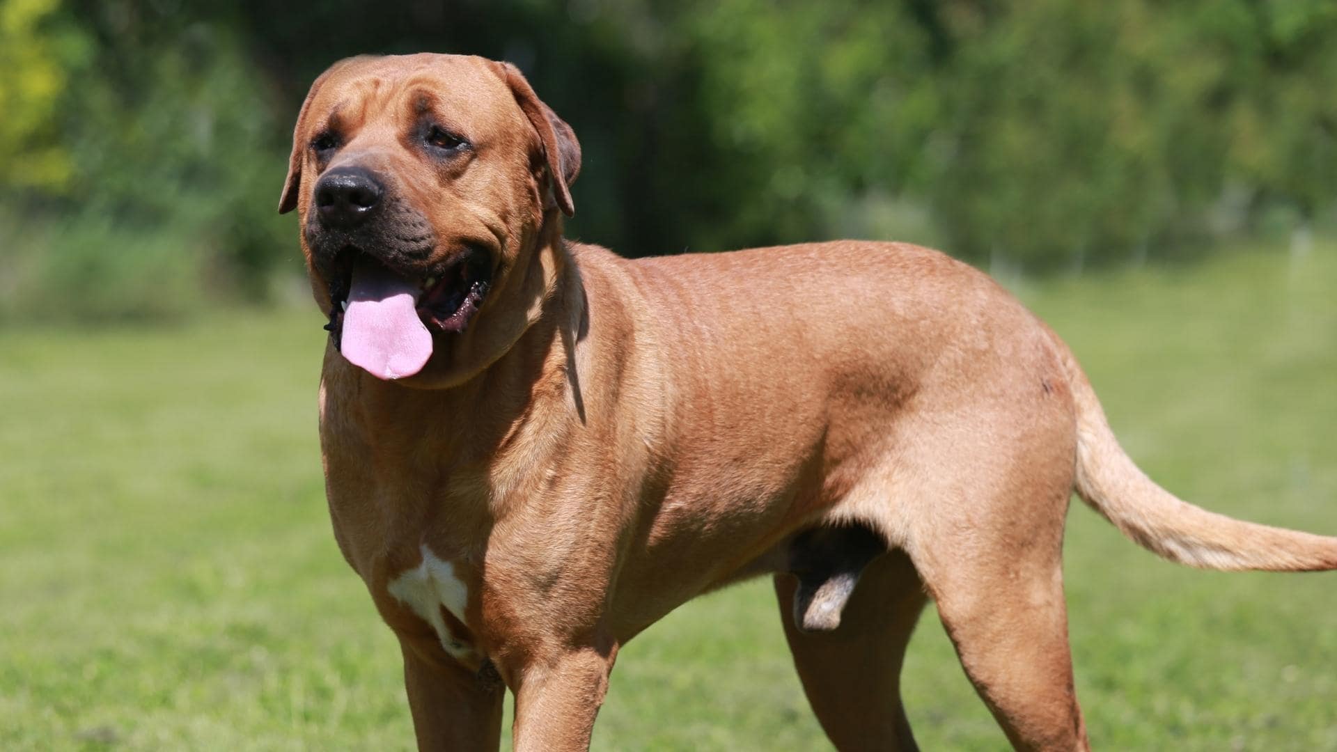 How Strong Is The Boerboel Bite Force PSI & Biting Statistics