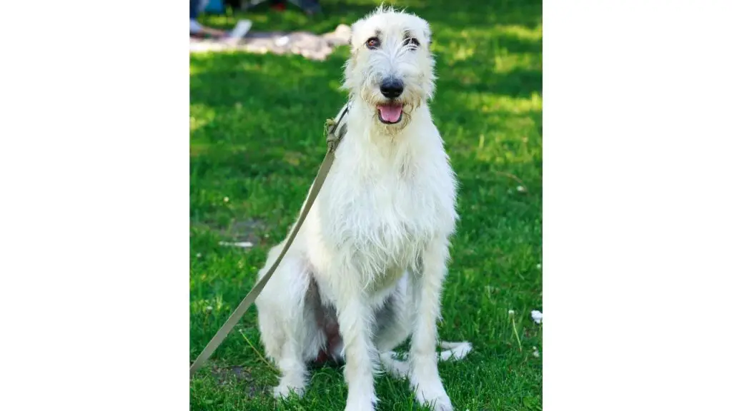 White Irish Wolfhound