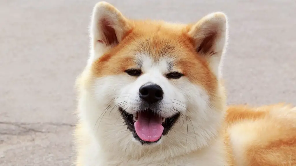 akita inu bite force