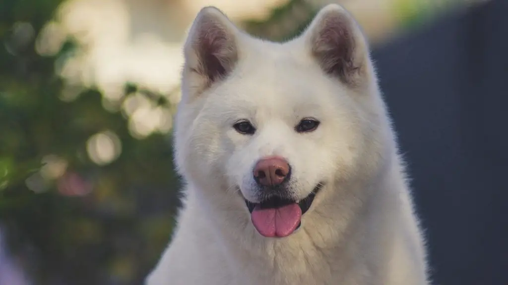 akita inu bite force