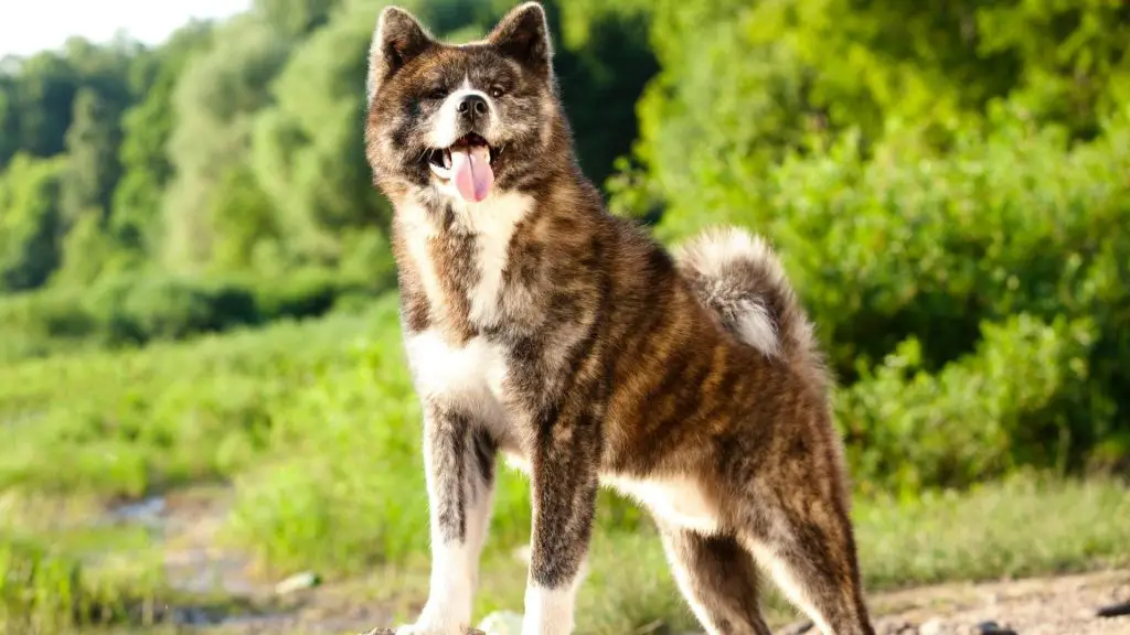 akita inu bite force