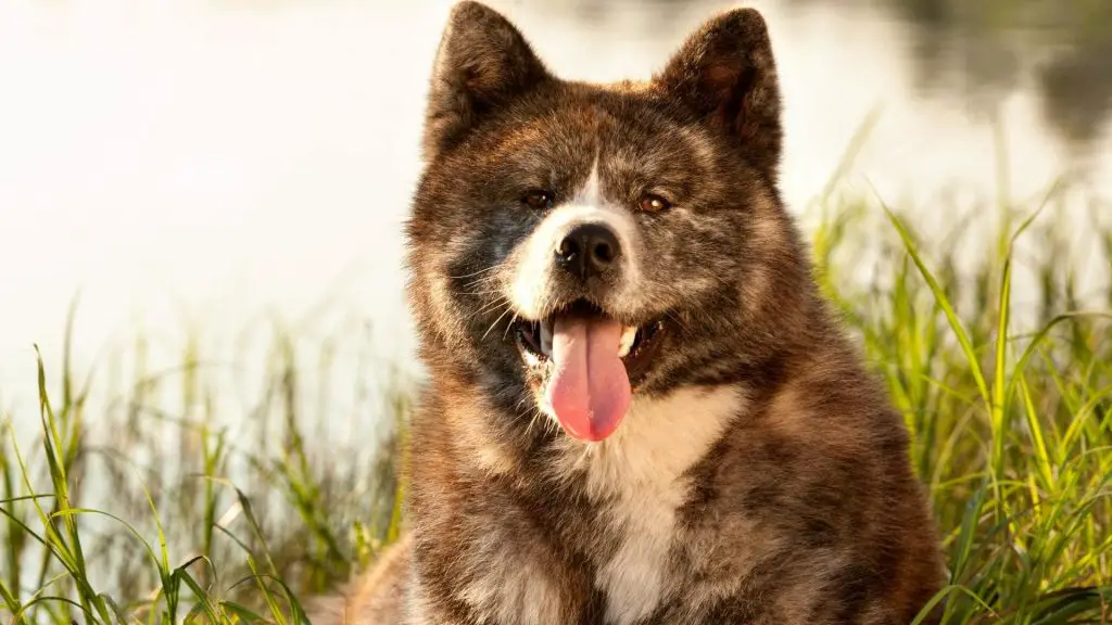 akita inu bite force