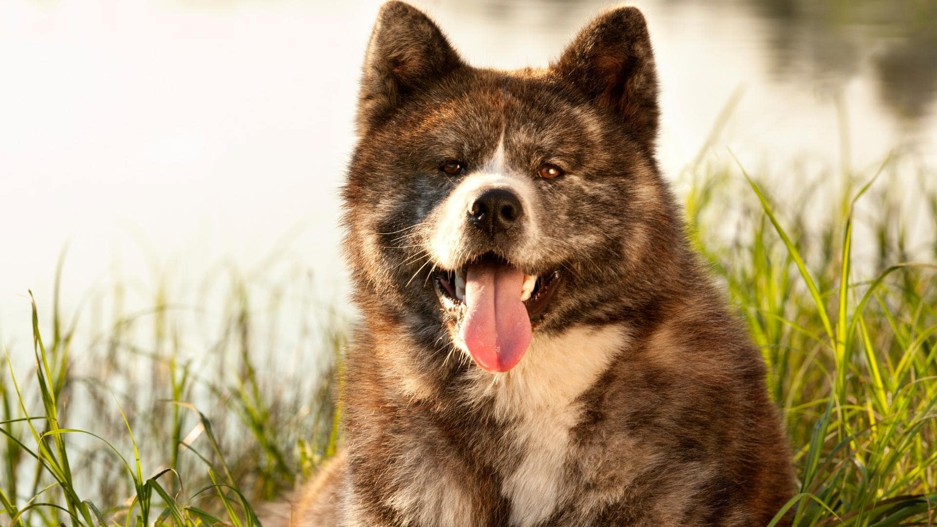 Top 17 Dog Breeds With The Strongest Bite Force PSI