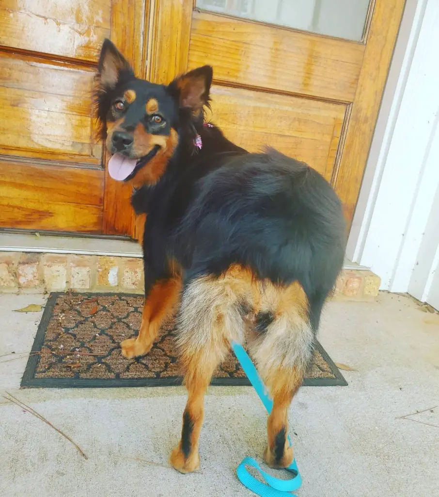 Aussie Rottweiler Mix Ears & Tail