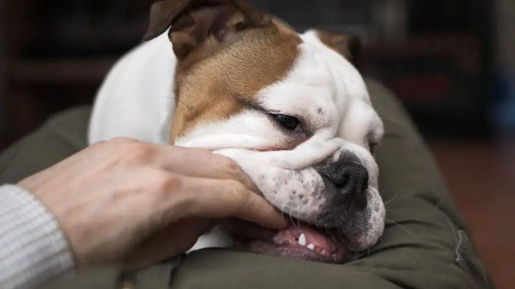 american bulldog bite force