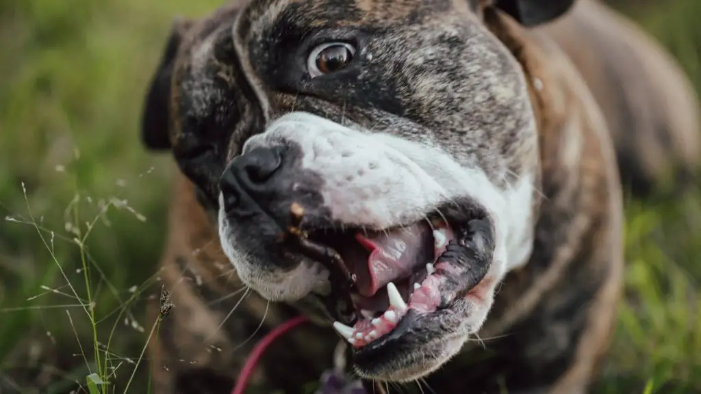 american bulldog bite force