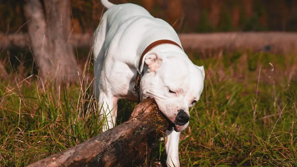 american bulldog bite force