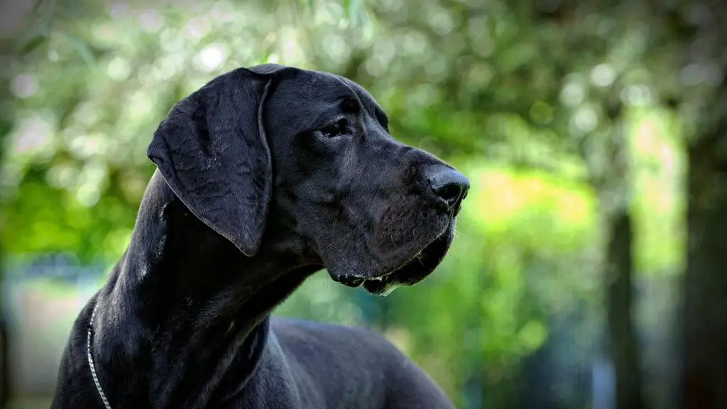 american great dane