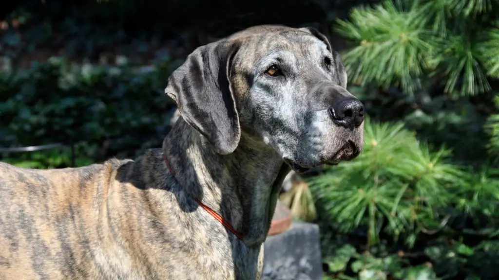 american great dane