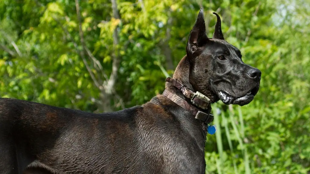 american great dane cropped ears