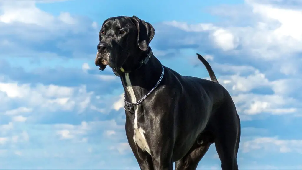 american great dane