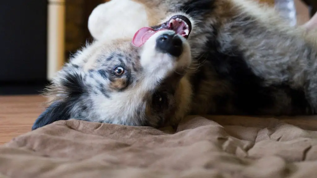 australian shepherd cooling down