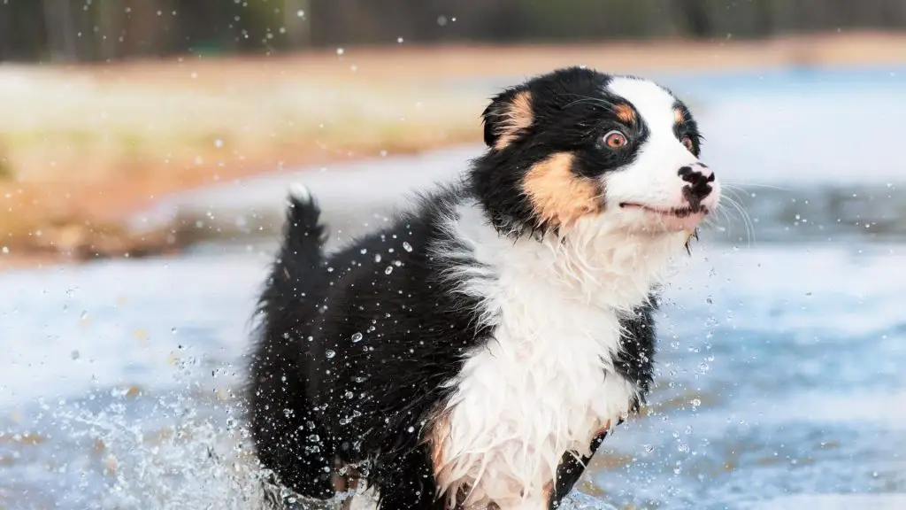 australian shepherd playing in water