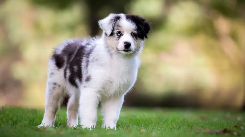 australian shepherd puppy cut