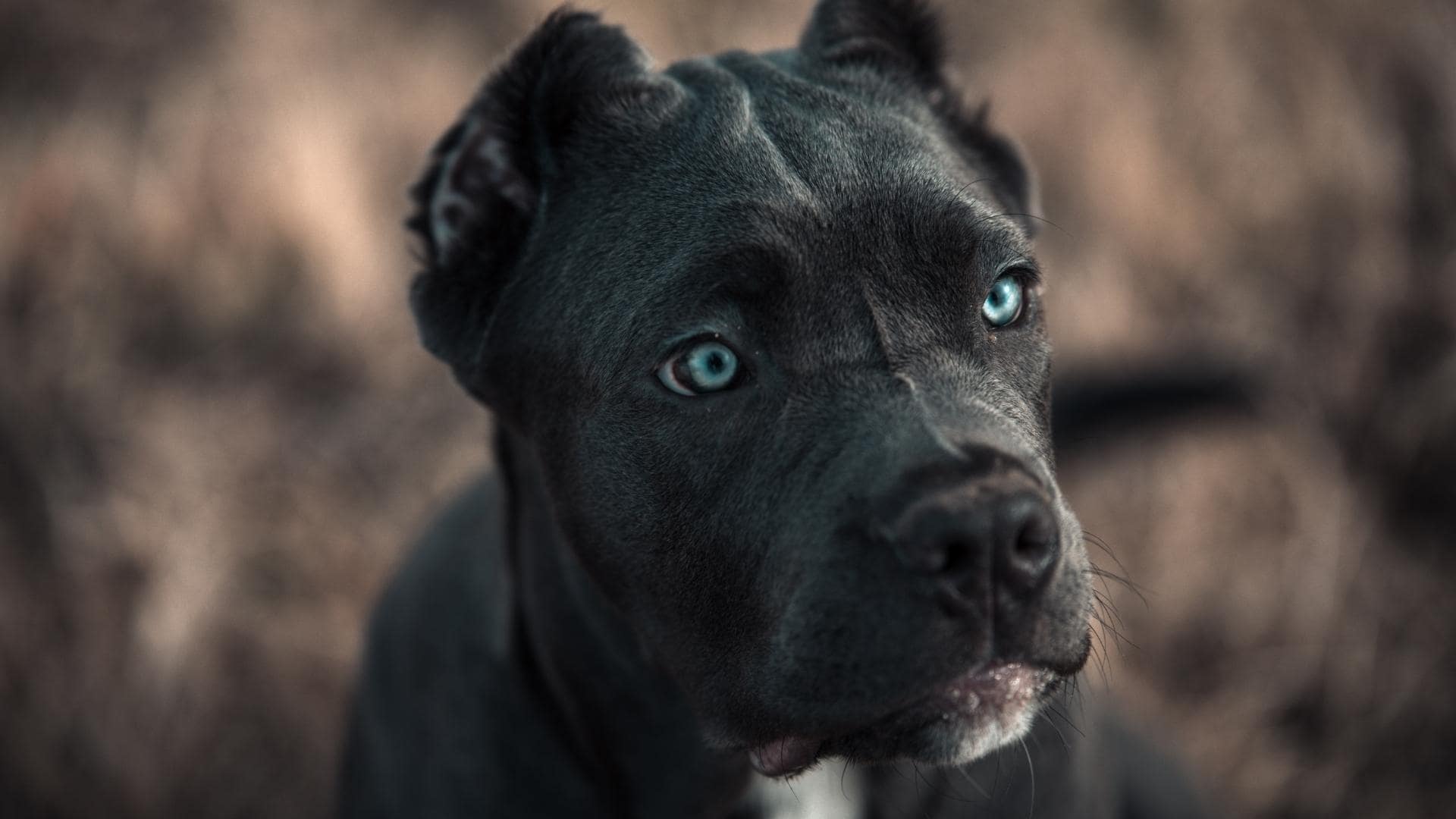 How Strong Is The Cane Corso Bite Force PSI & Statistics