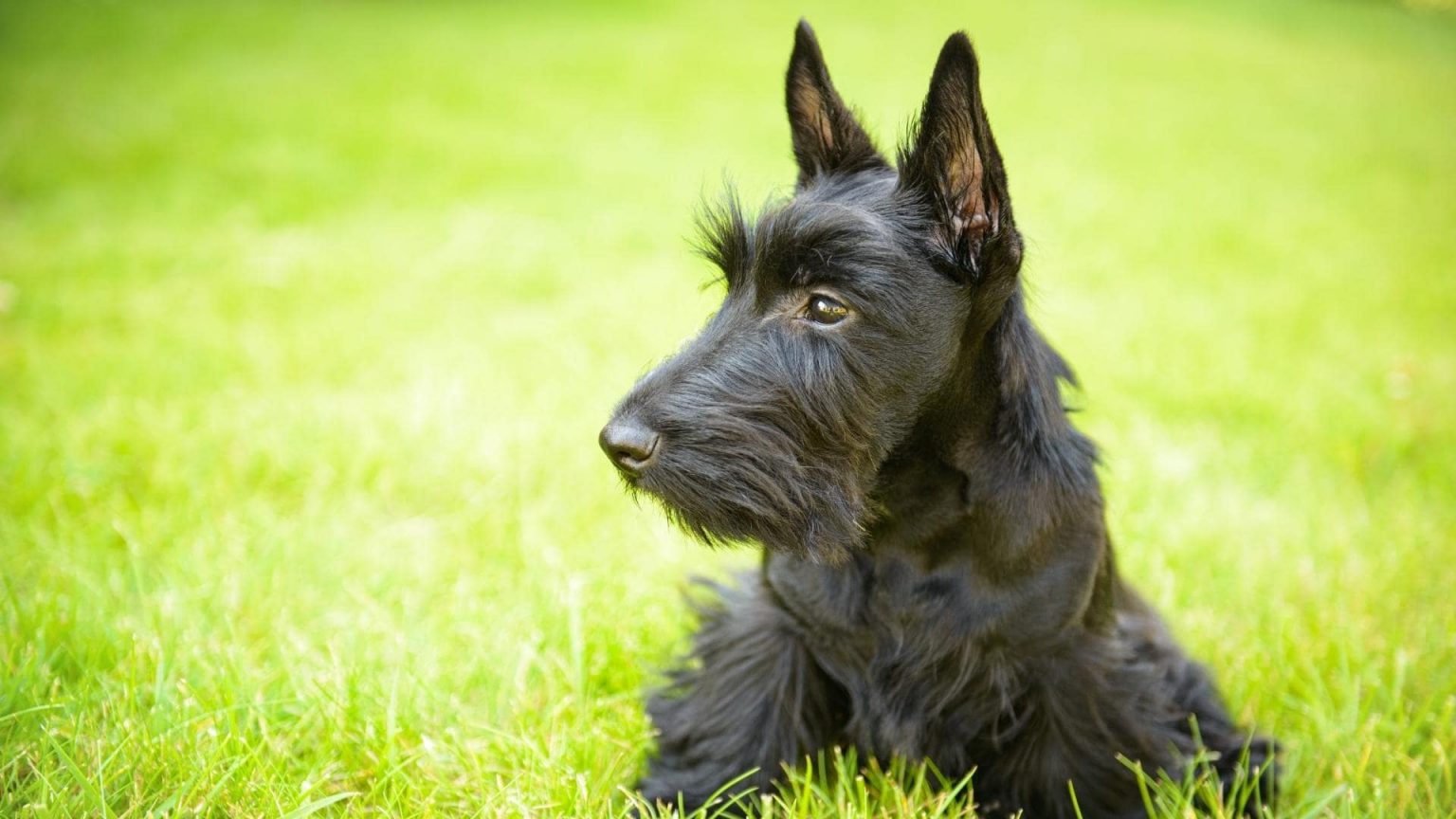 11 Breeds Of Black Dogs With Pointy Ears (With Pictures)