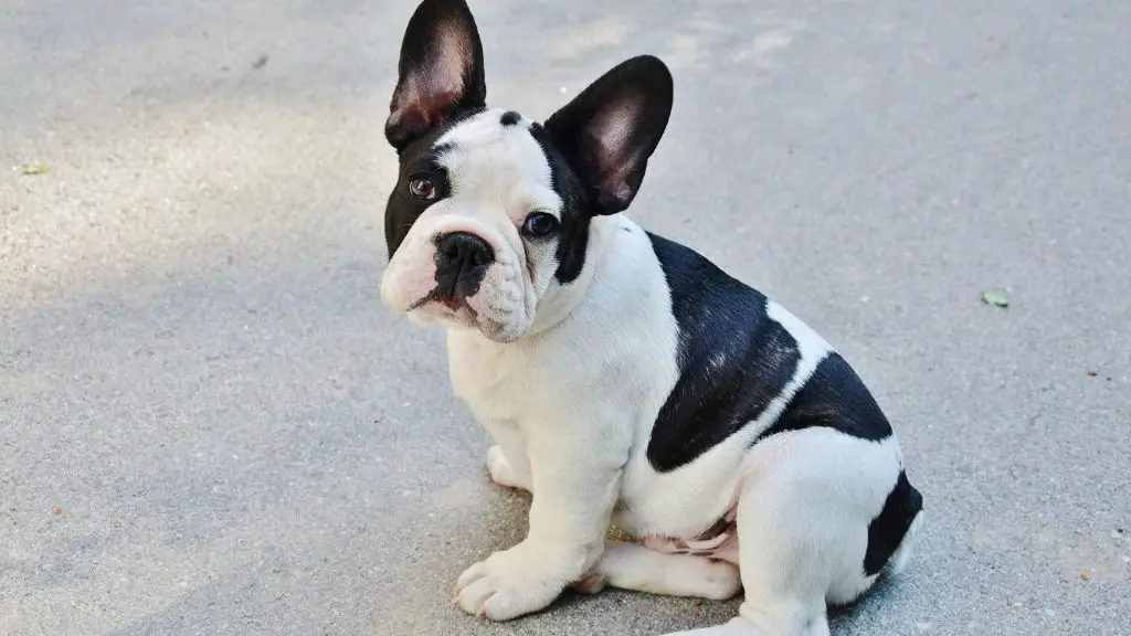 black and white French Bulldog