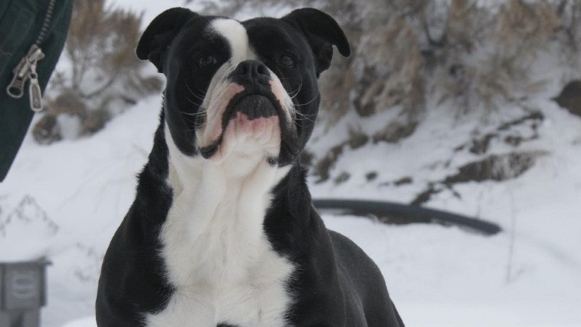 11 Things To Know About The Black English Bulldog (Full Guide)