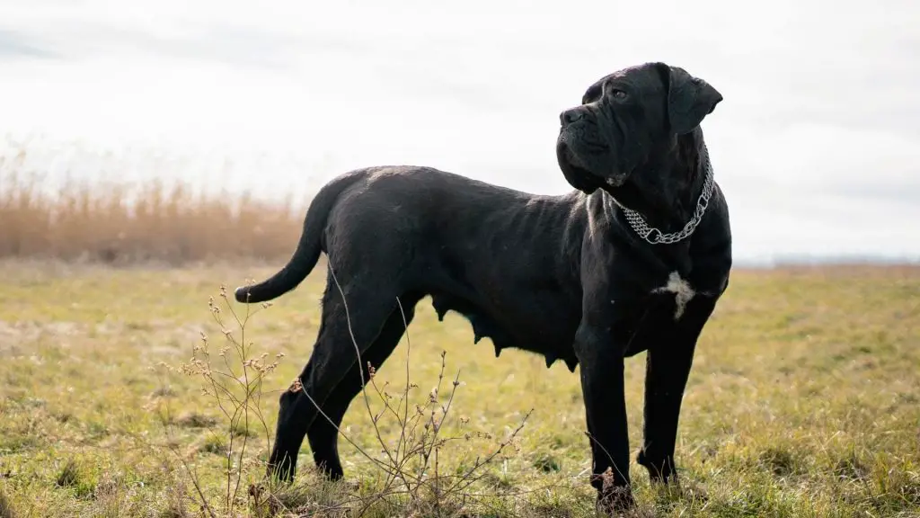 black cane corso