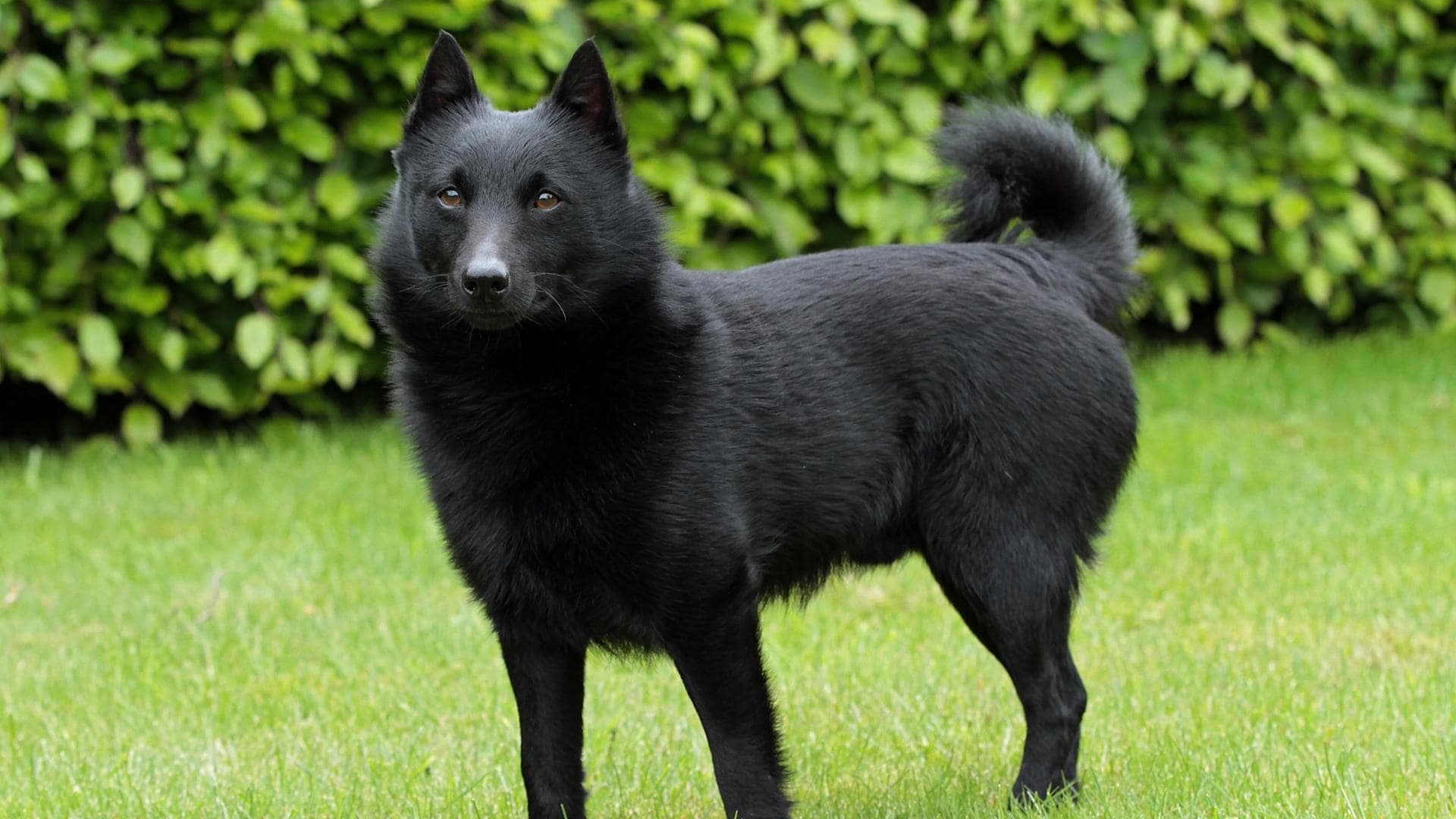 11 Breeds Of Black Dogs With Pointy Ears (With Pictures)