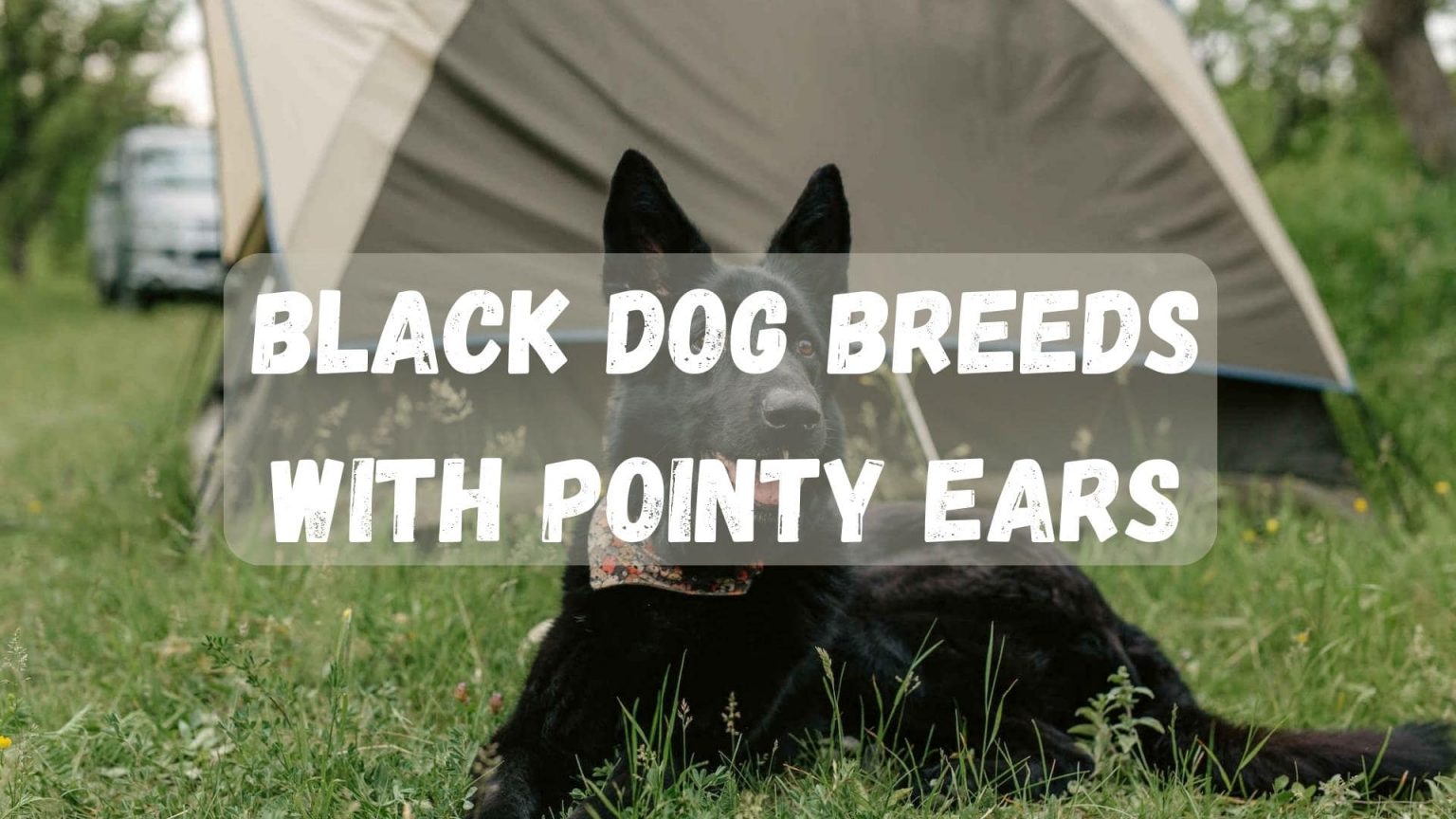 11 Breeds Of Black Dogs With Pointy Ears (With Pictures)