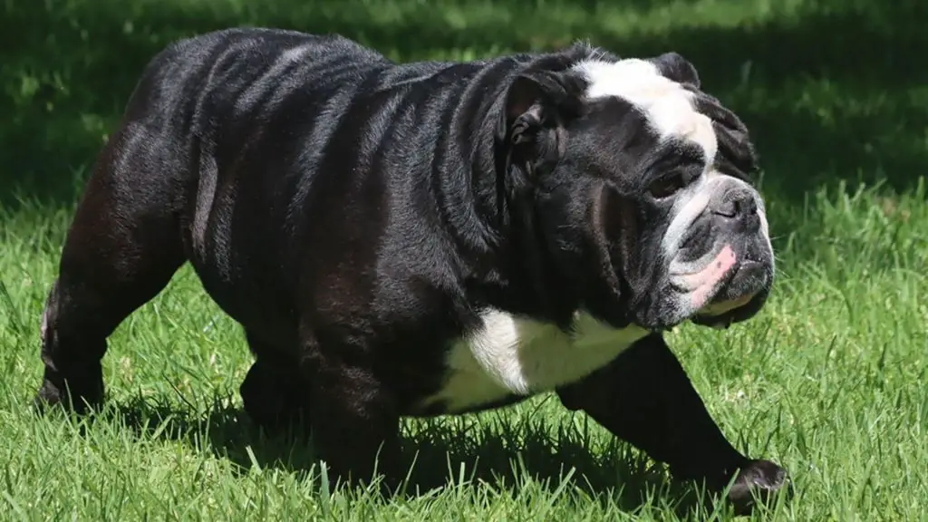 black english bulldog