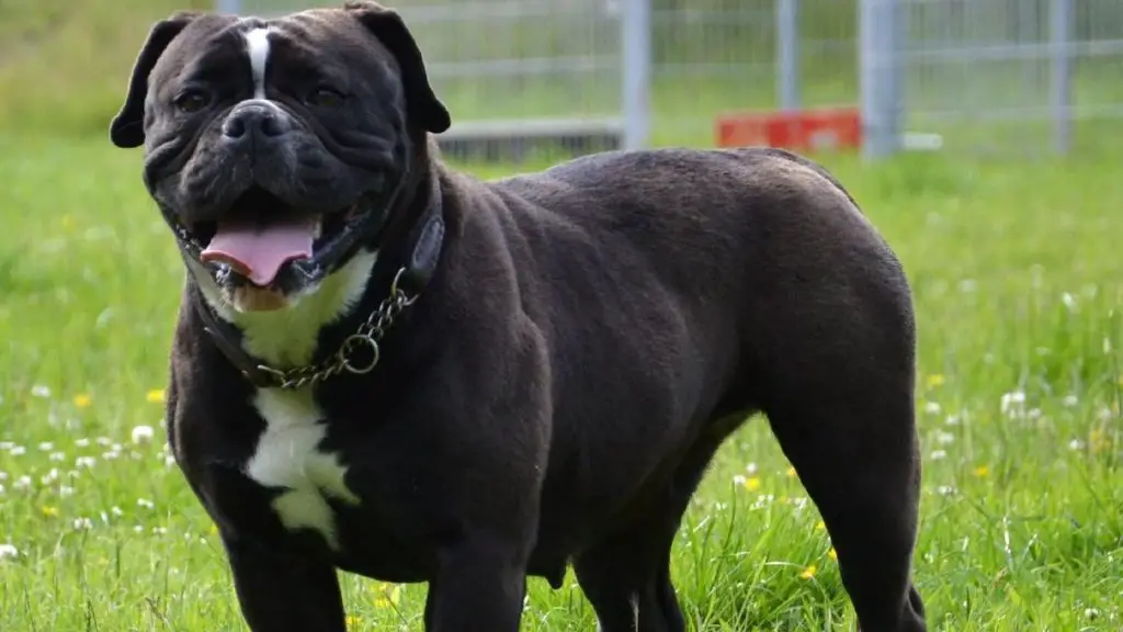 black english bulldog