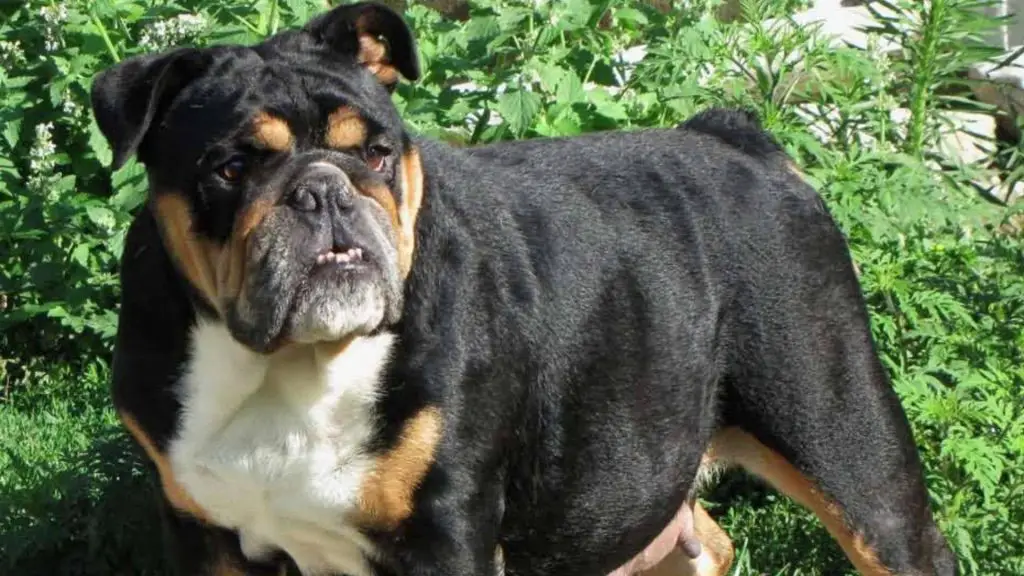 black english bulldog