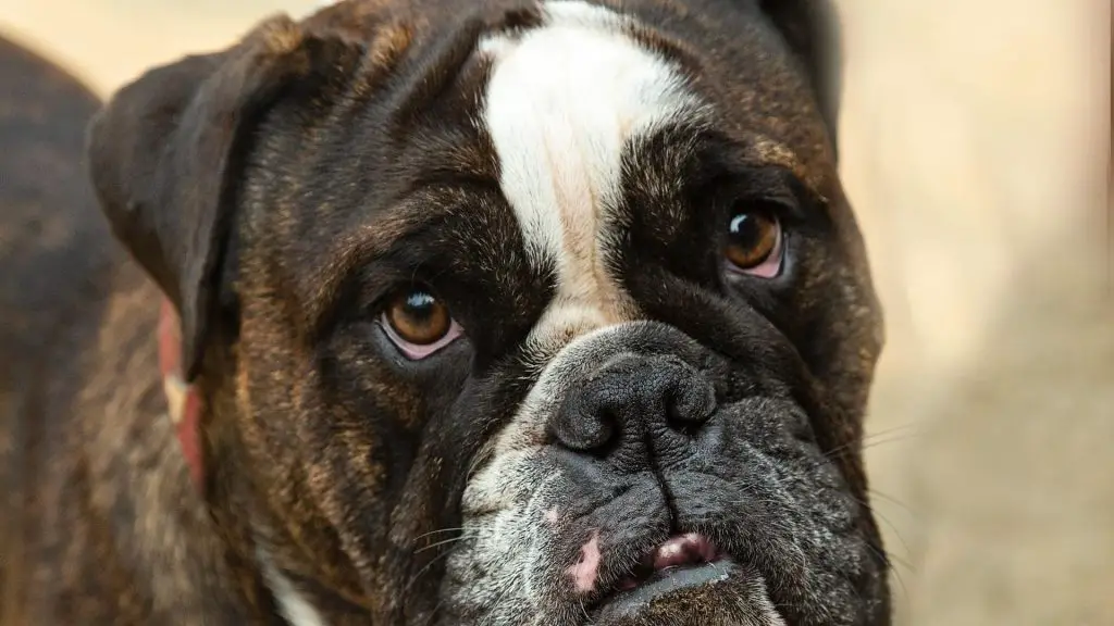 black english bulldog