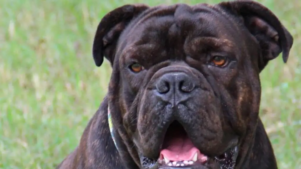 black english bulldog