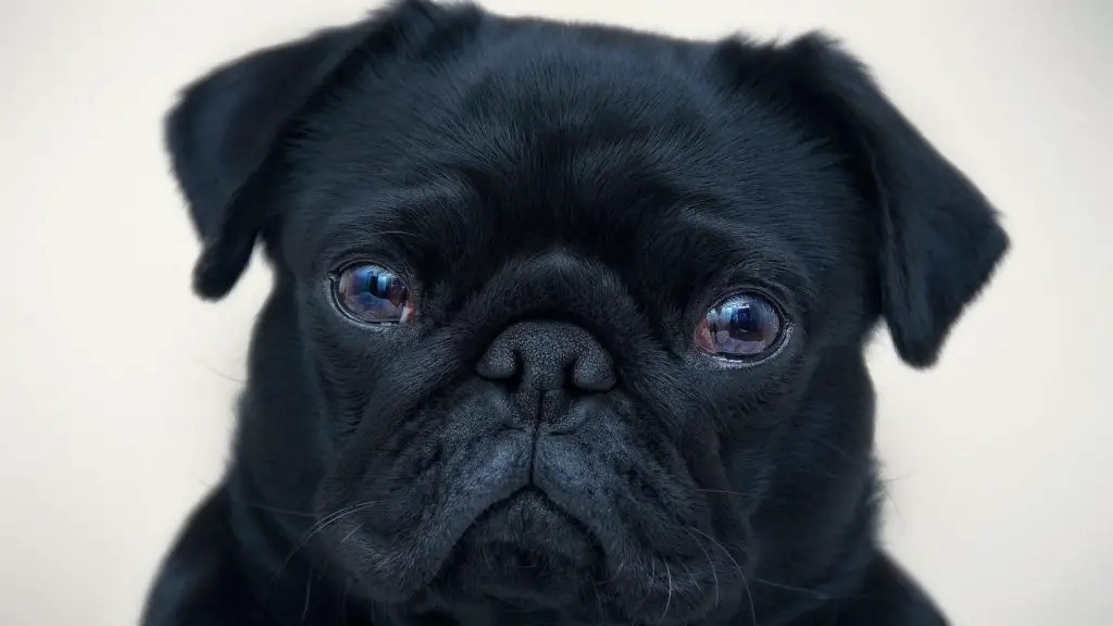 black english bulldog puppy