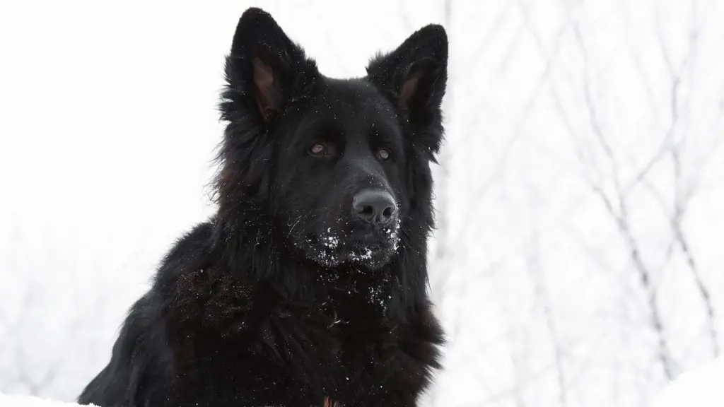 black german shepherd with points ears