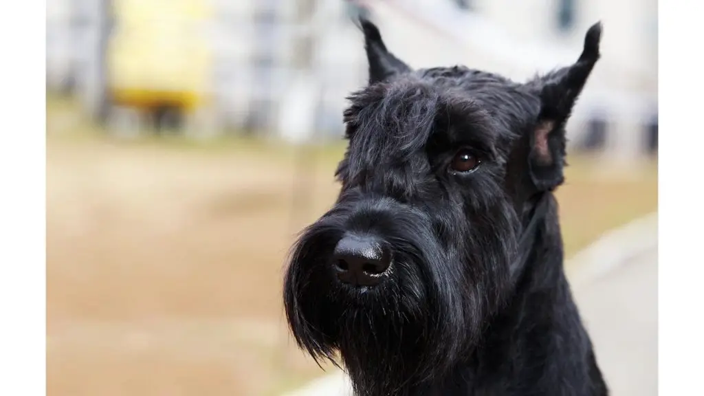 black schnauzer with pointy ears