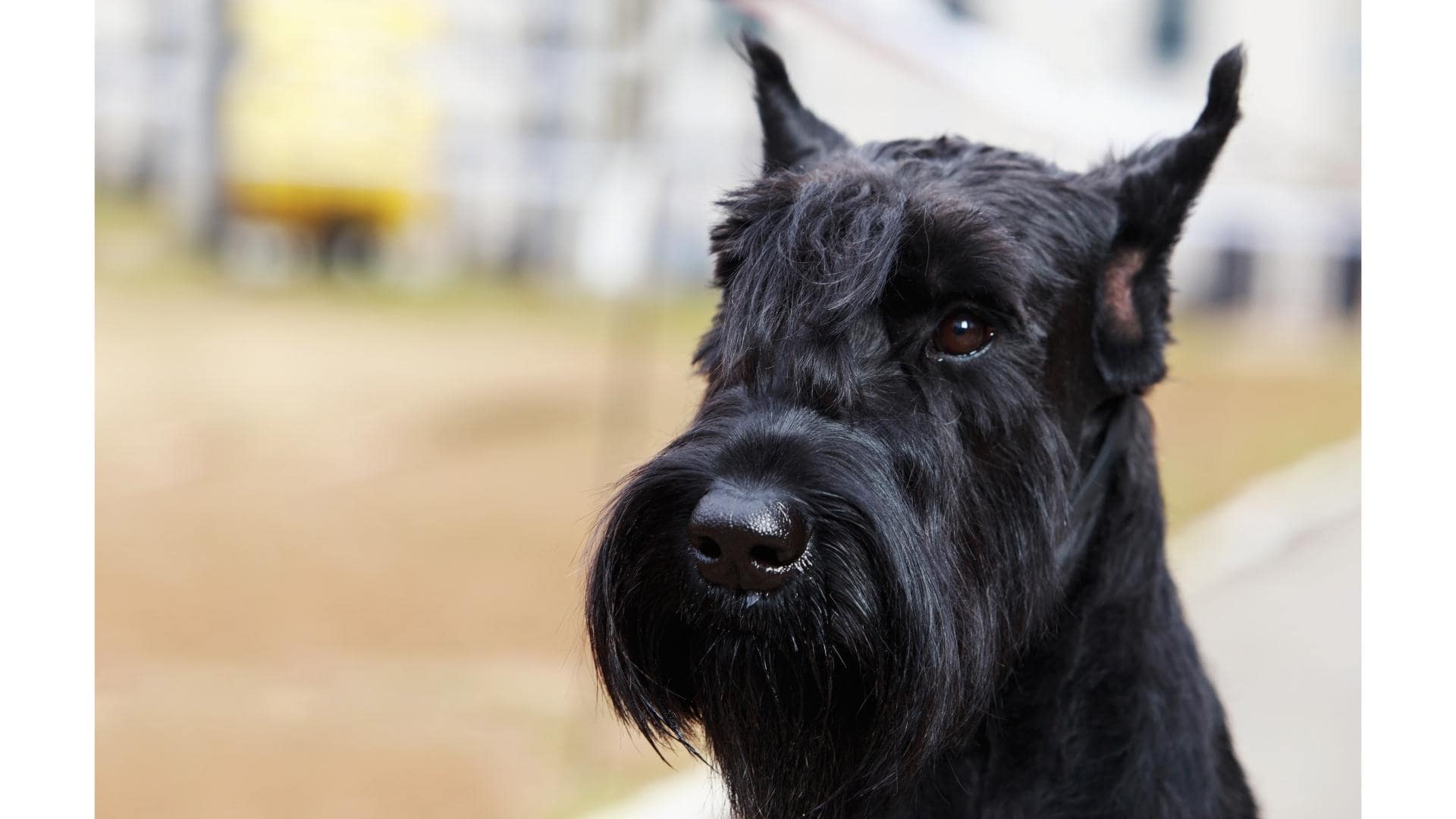 11 Breeds Of Black Dogs With Pointy Ears (With Pictures)