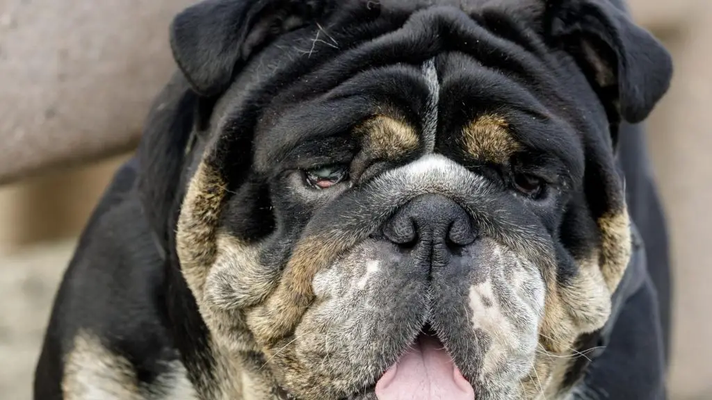 black tri color english bulldog