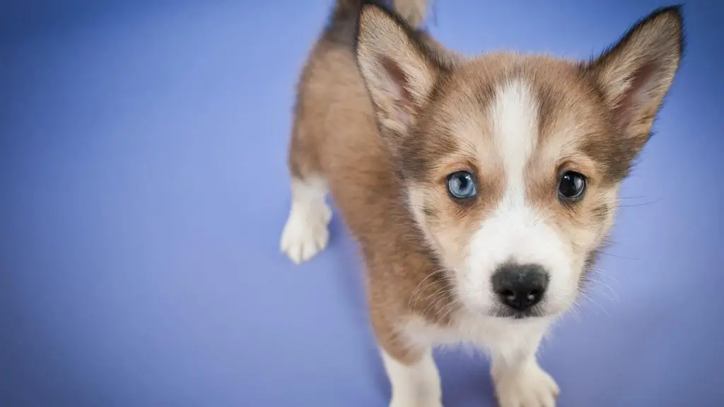 blue eyed pomeranian husky