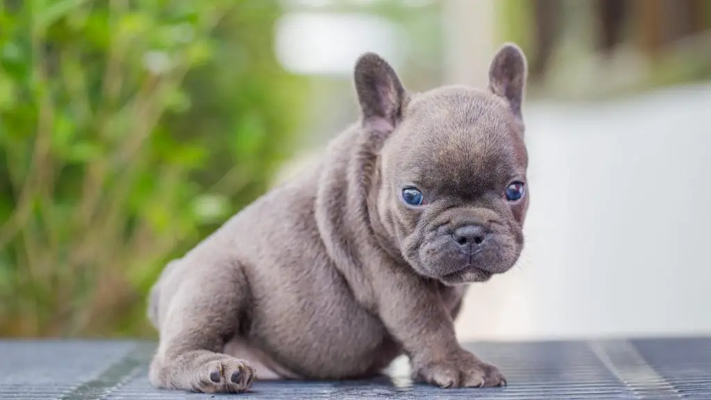 blue french bulldog