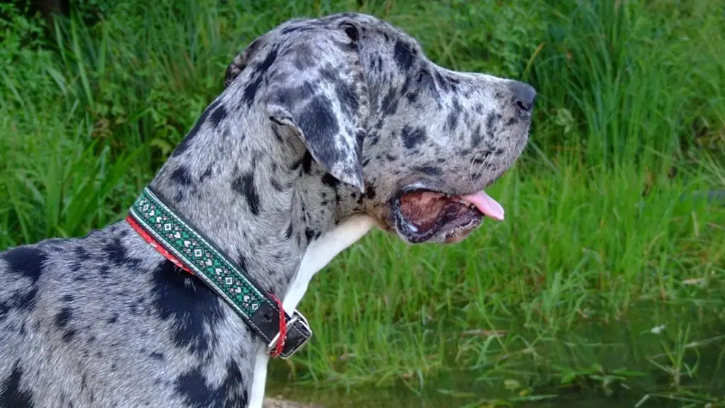 blue great dane