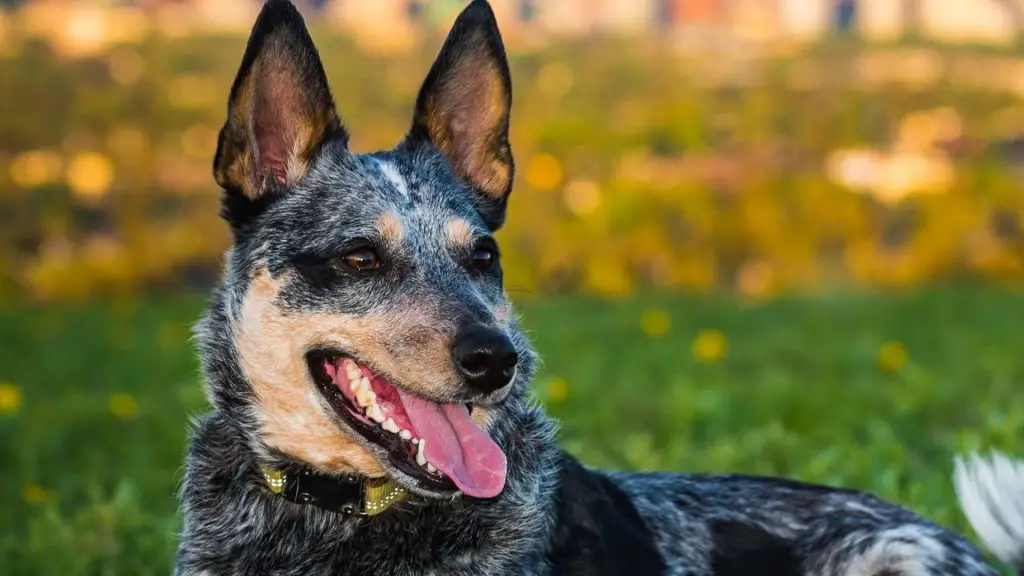 blue heeler