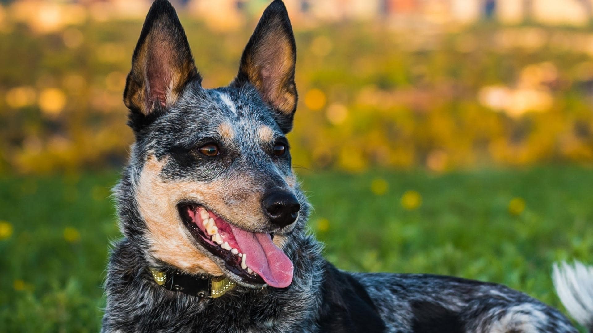 Blue Heeler Corgi Mix (AKA The Cowboy Corgi): Complete Guide