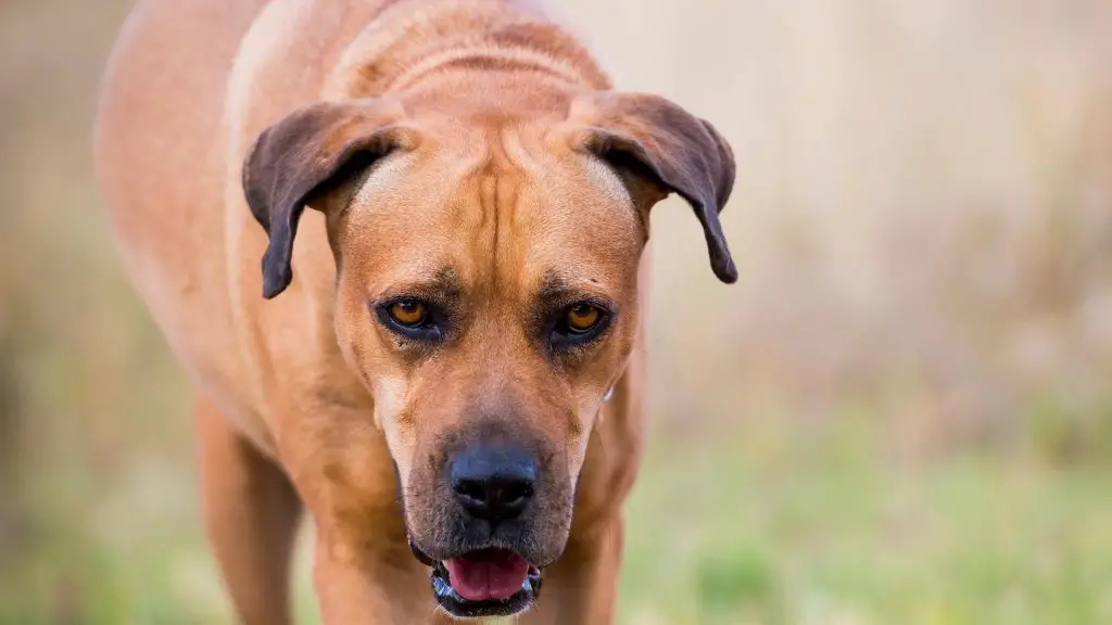 boerboel bite force