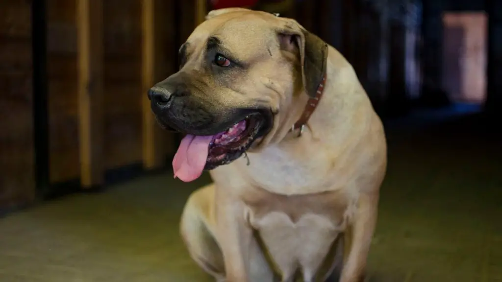 boerboel bite force