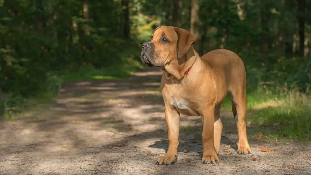 boerboel