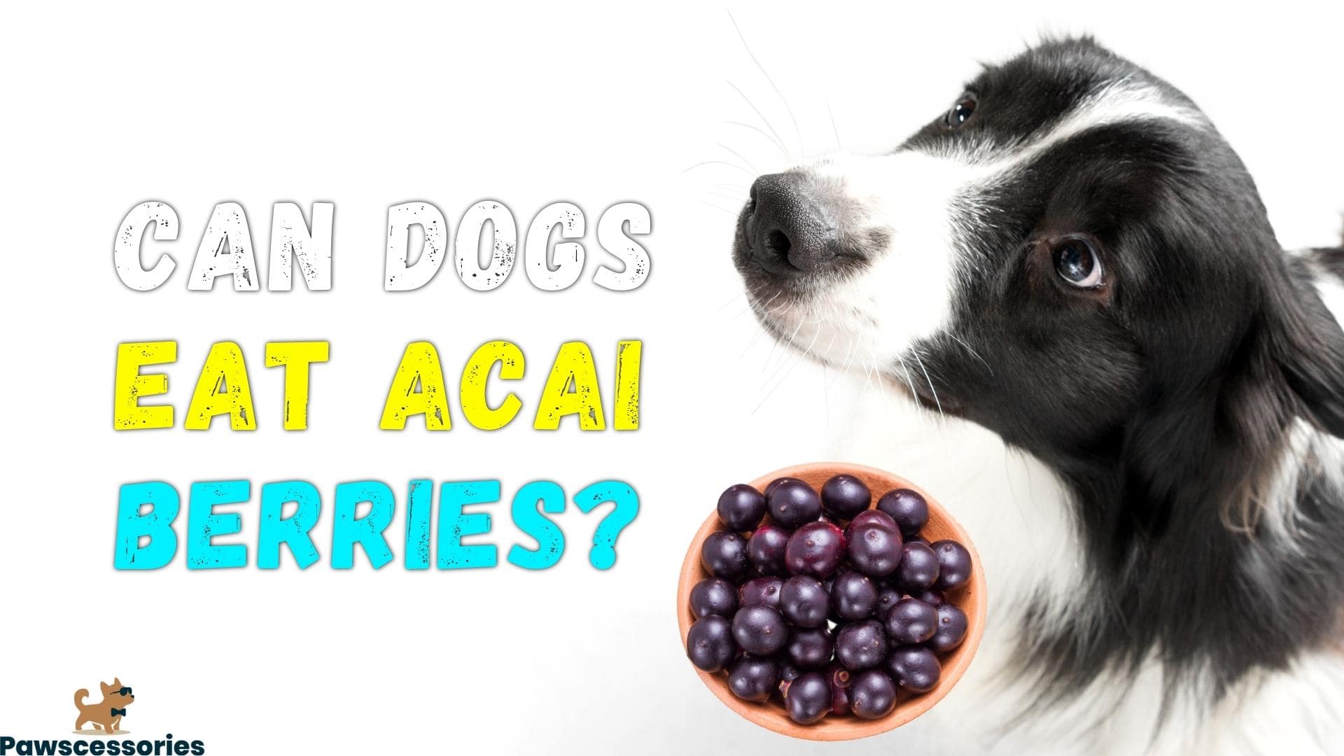 Can Dogs Eat Acai Berries? Risk & Tips If They Do (Vet Answers)