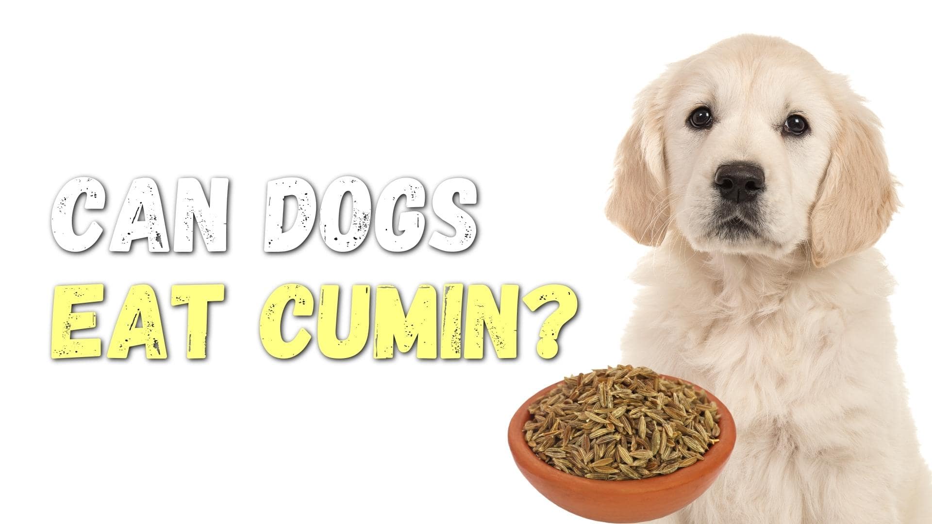 Can Dogs Eat Cumin? Is Cumin Safe For Dogs? (Vet Answers)