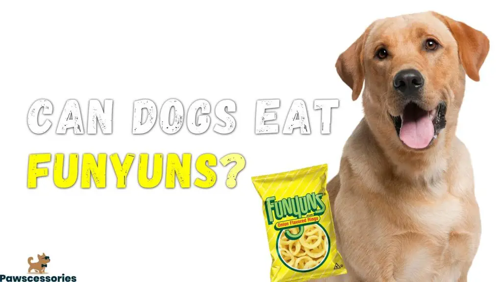 can dogs eat funyuns